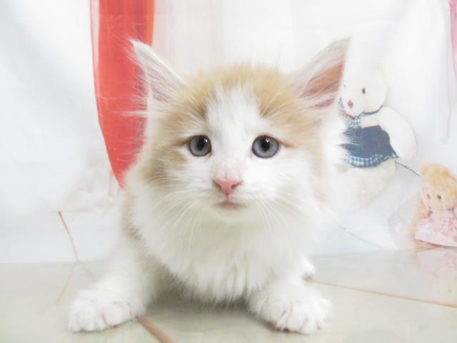 ノルウェージャン・フォレストキャット