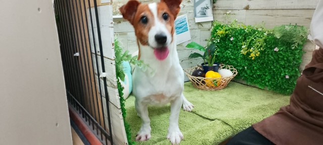 ジャックラッセルテリア