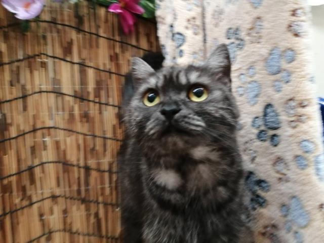 スコティッシュフォールド