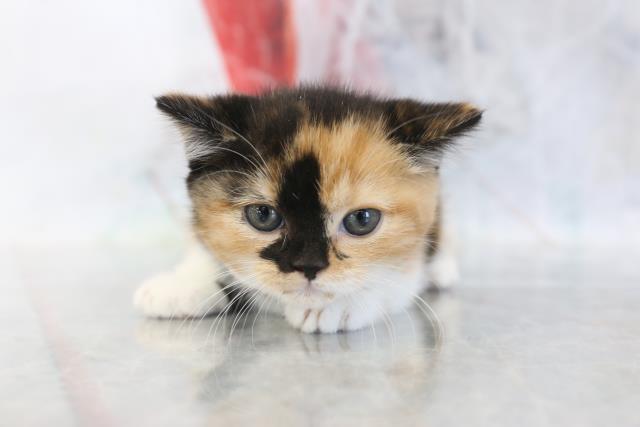 兵庫県のマンチカン (Coo&RIKU神戸垂水店/2019年2月2日生まれ/女の子/キャリコ)の子猫の1枚目の画像
