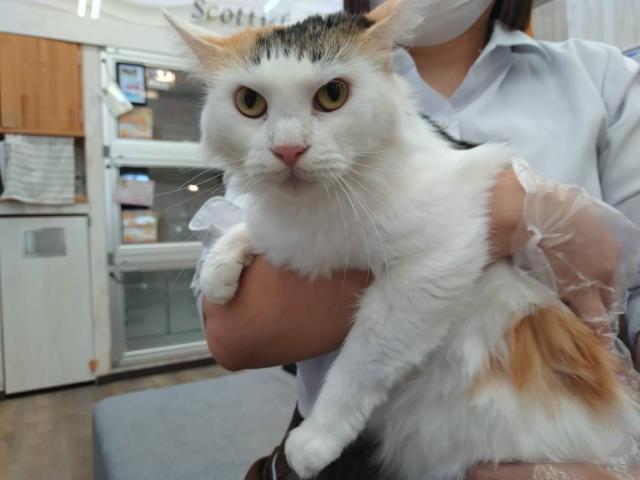 ノルウェージャン・フォレストキャット