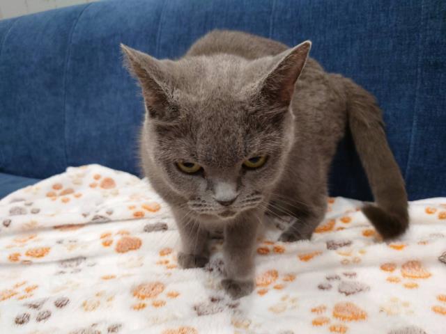 シャルトリュー