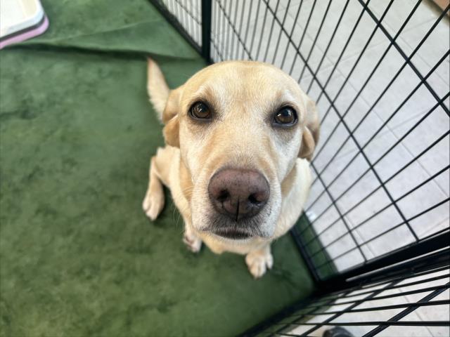 ラブラドール・レトリバー