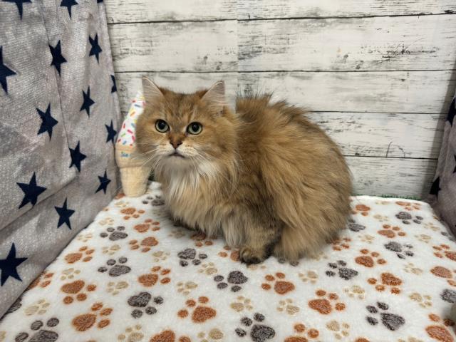 ペルシャ