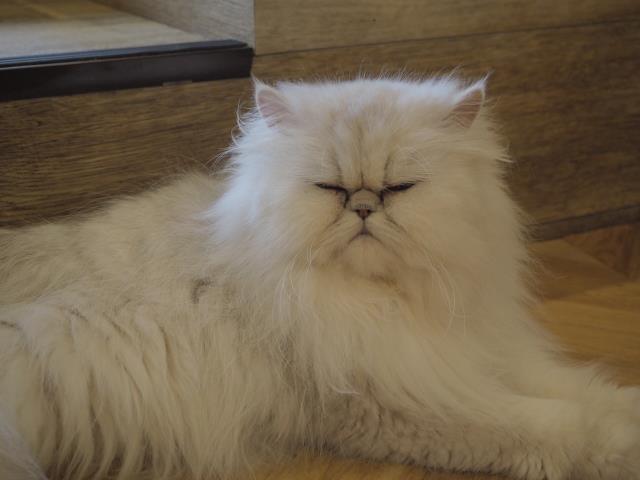 チンチラの子猫（メス♀） 川崎銀柳街店｜ペットショップCoo＆RIKU