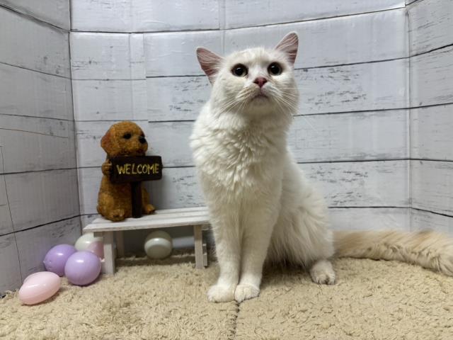 スコティッシュフォールド
