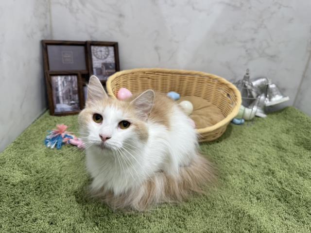 ノルウェージャン・フォレストキャット