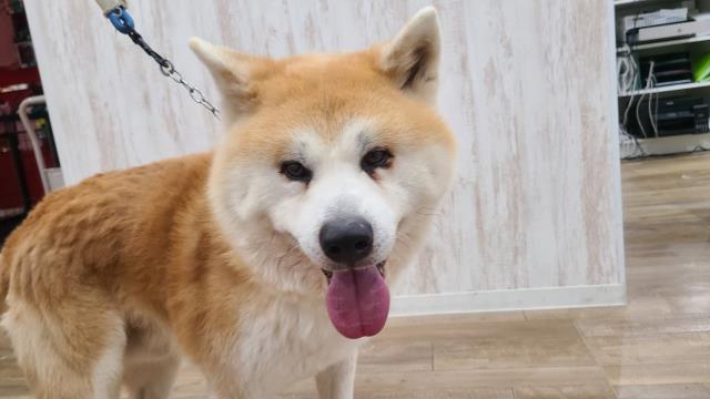 秋田犬