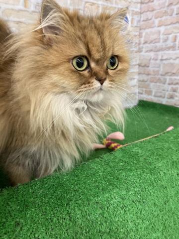 ペルシャ