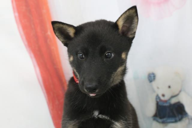 北海道犬