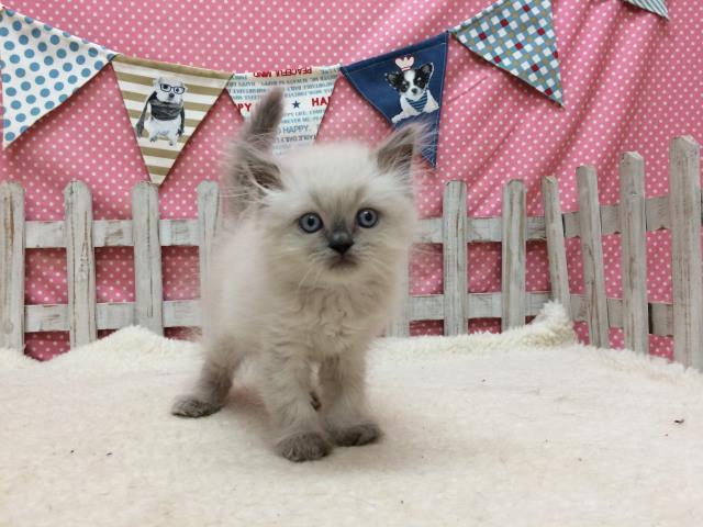 ヒマラヤン