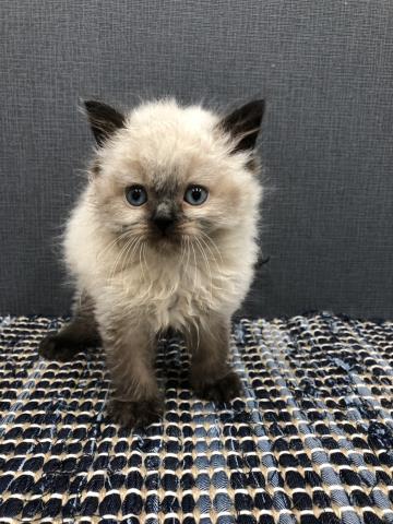 ヒマラヤン