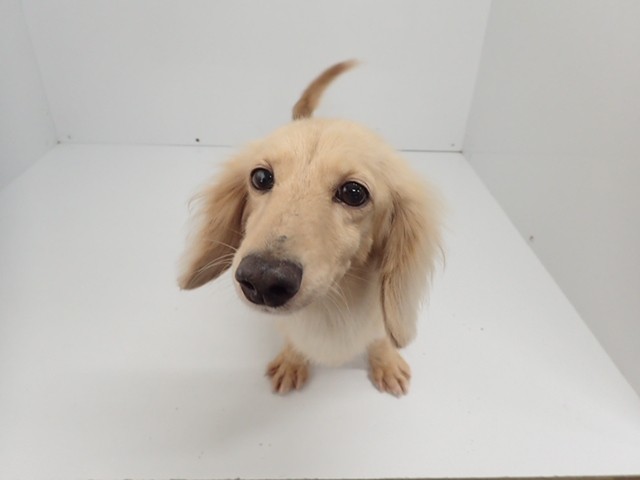 ミニチュア・ダックスフンド