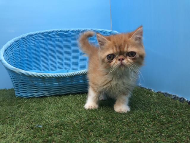 エキゾチック・ショートヘアー