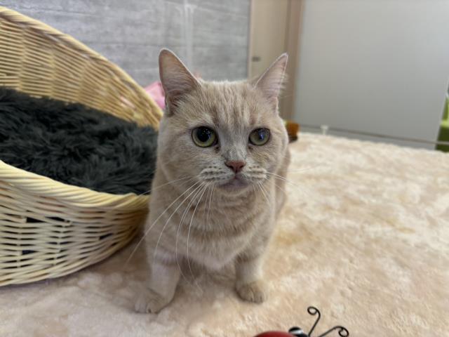 マンチカンの子猫 メス 静岡sbs通り店 ペットショップcoo Riku マンチカンの子猫 メス 静岡sbs通り店 ペットショップcoo Riku