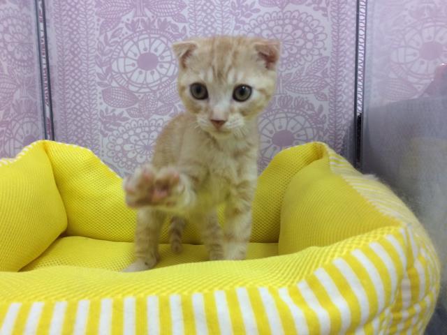 マンチカン