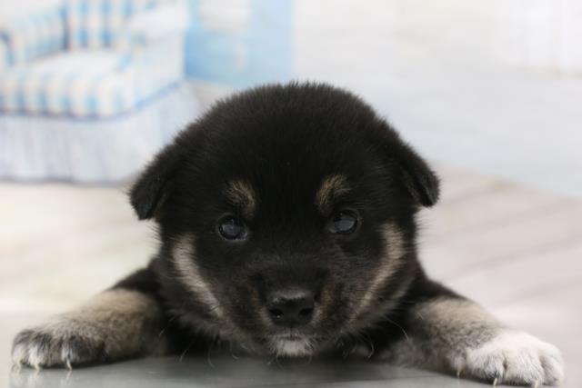 柴犬