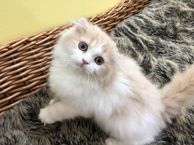 スコティッシュフォールド