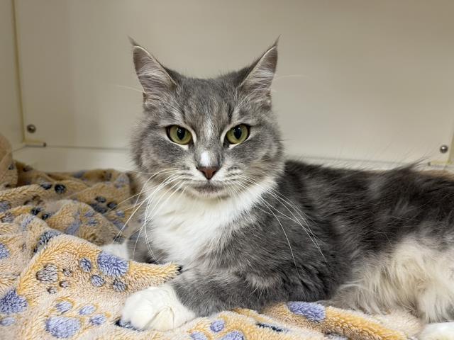 ノルウェージャン・フォレストキャット