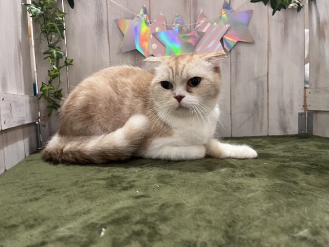 スコティッシュフォールド