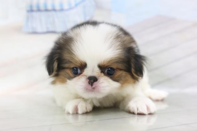 狆