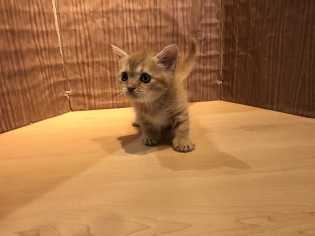 ミヌエット