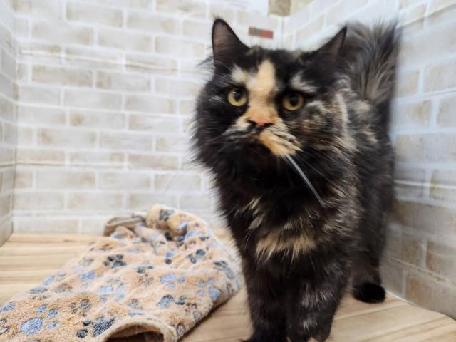 スコティッシュフォールド