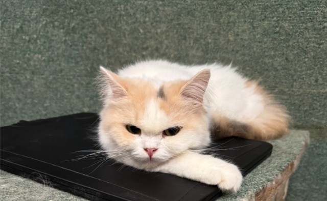 スコティッシュフォールド