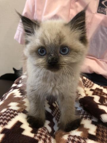 ヒマラヤン