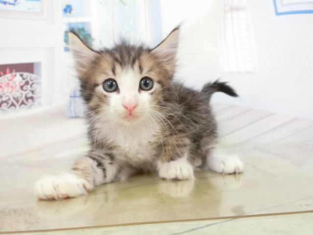 ノルウェージャン・フォレストキャット