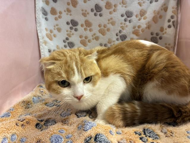 スコティッシュフォールド