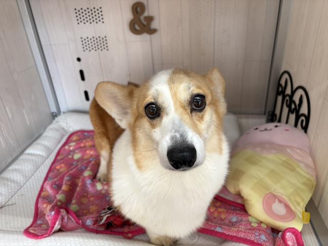 ウェルシュ・コーギー・ペンブローク