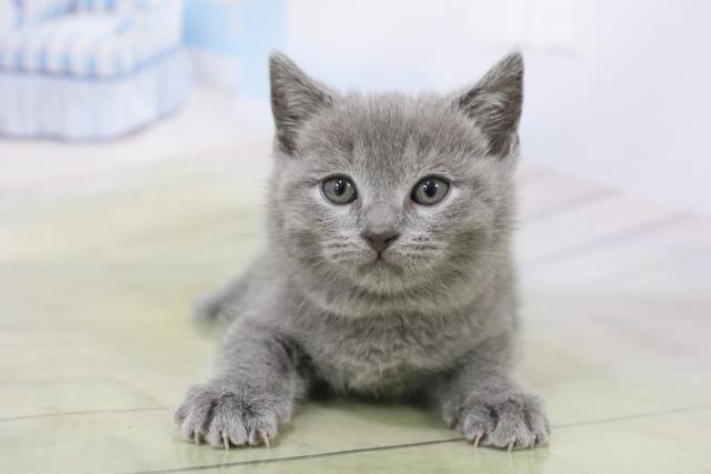 シャルトリュー