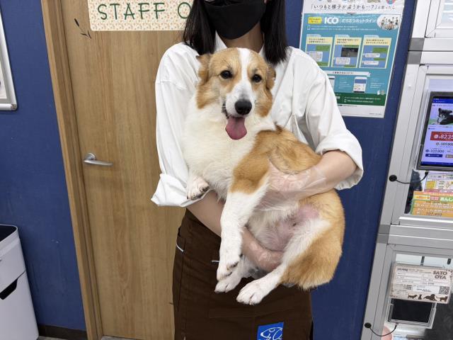 ウェルシュ・コーギー・ペンブローク