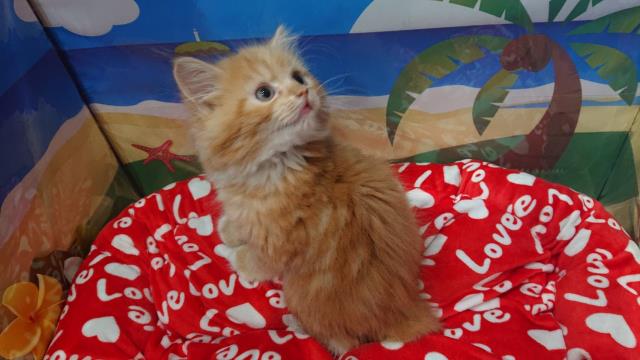 MIX(猫)