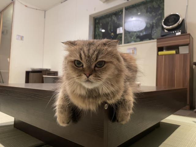 スコティッシュフォールド