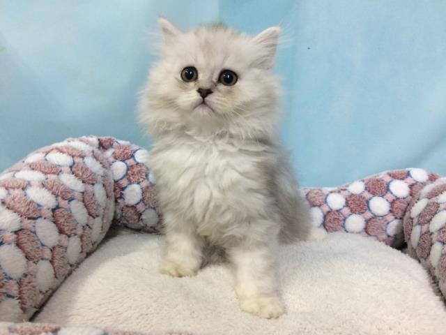 ペルシャ