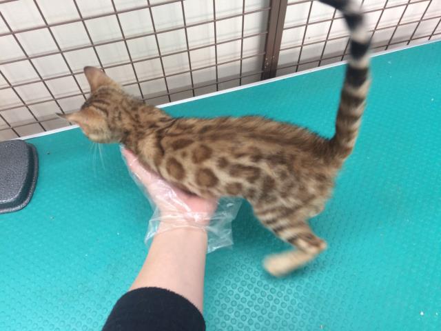 ベンガル