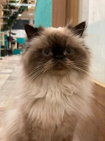 ヒマラヤン