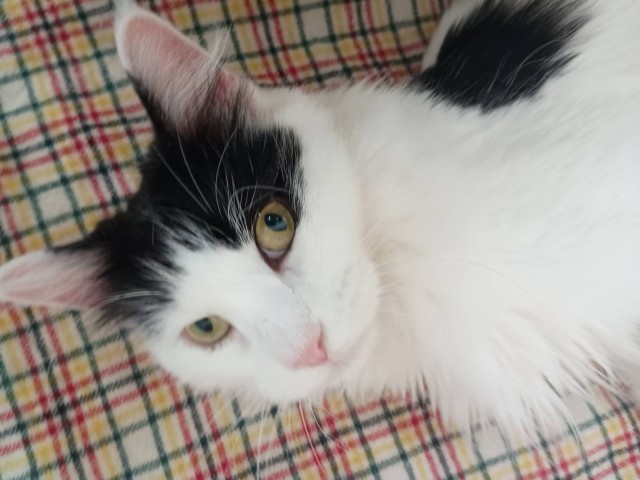 ノルウェージャン・フォレストキャット