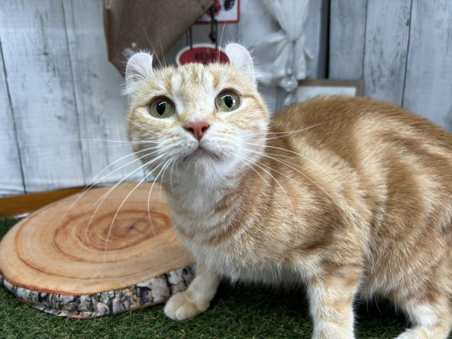 アメリカンカール