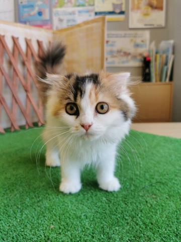 スコティッシュフォールド