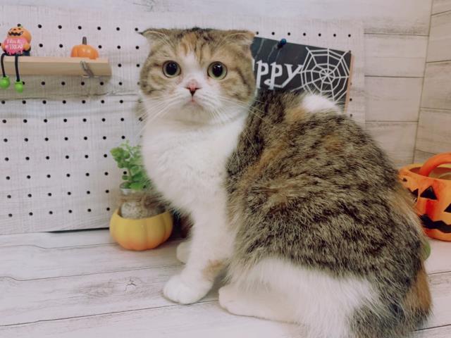 保護猫一覧 ペットショップcoo Riku