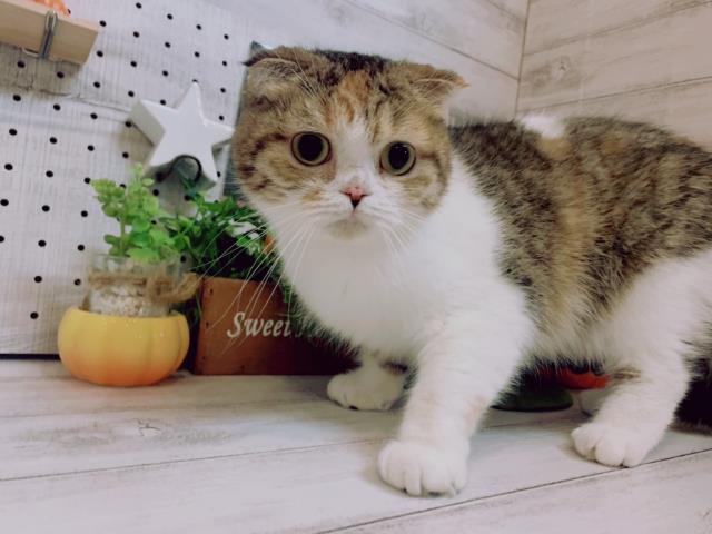 保護猫一覧 ペットショップcoo Riku