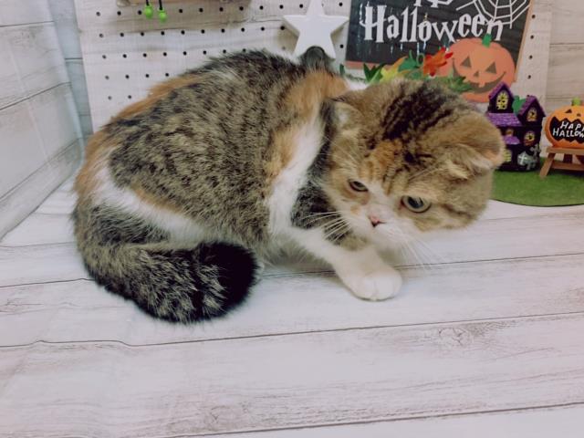 保護猫一覧 ペットショップcoo Riku