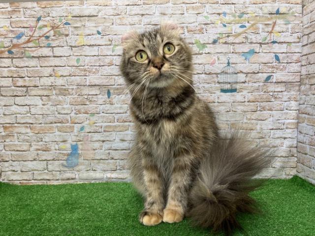 アメリカンカール