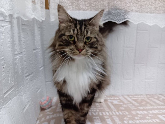 ノルウェージャン・フォレストキャット