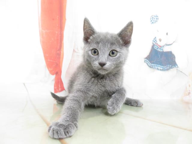 シャルトリューの子猫 メス 武蔵小山店 ペットショップcoo Riku
