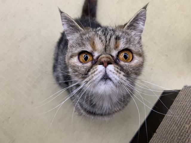 エキゾチック ショートヘアーの子猫 メス 札幌東店 ペット
