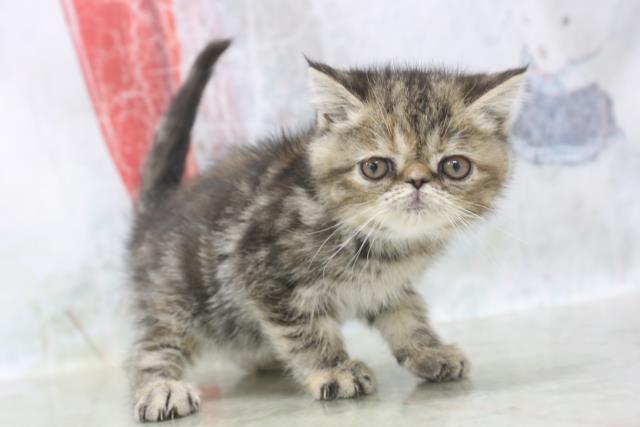 エキゾチック ショートヘアーの子猫 メス 札幌東店 ペット